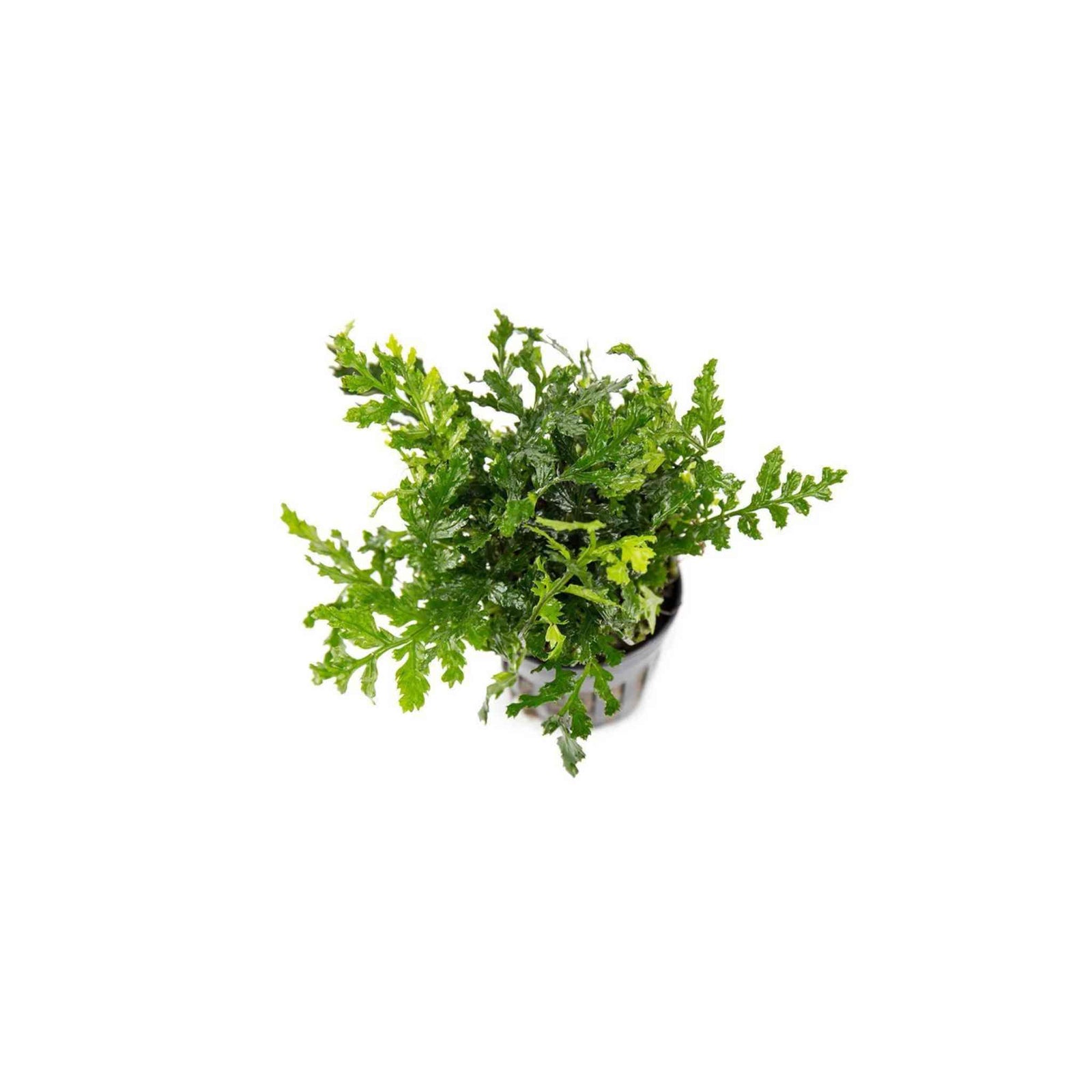 Bolbitis Heteroclita Difformis 