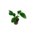 Anubias Barteri (Caladiifolia)
