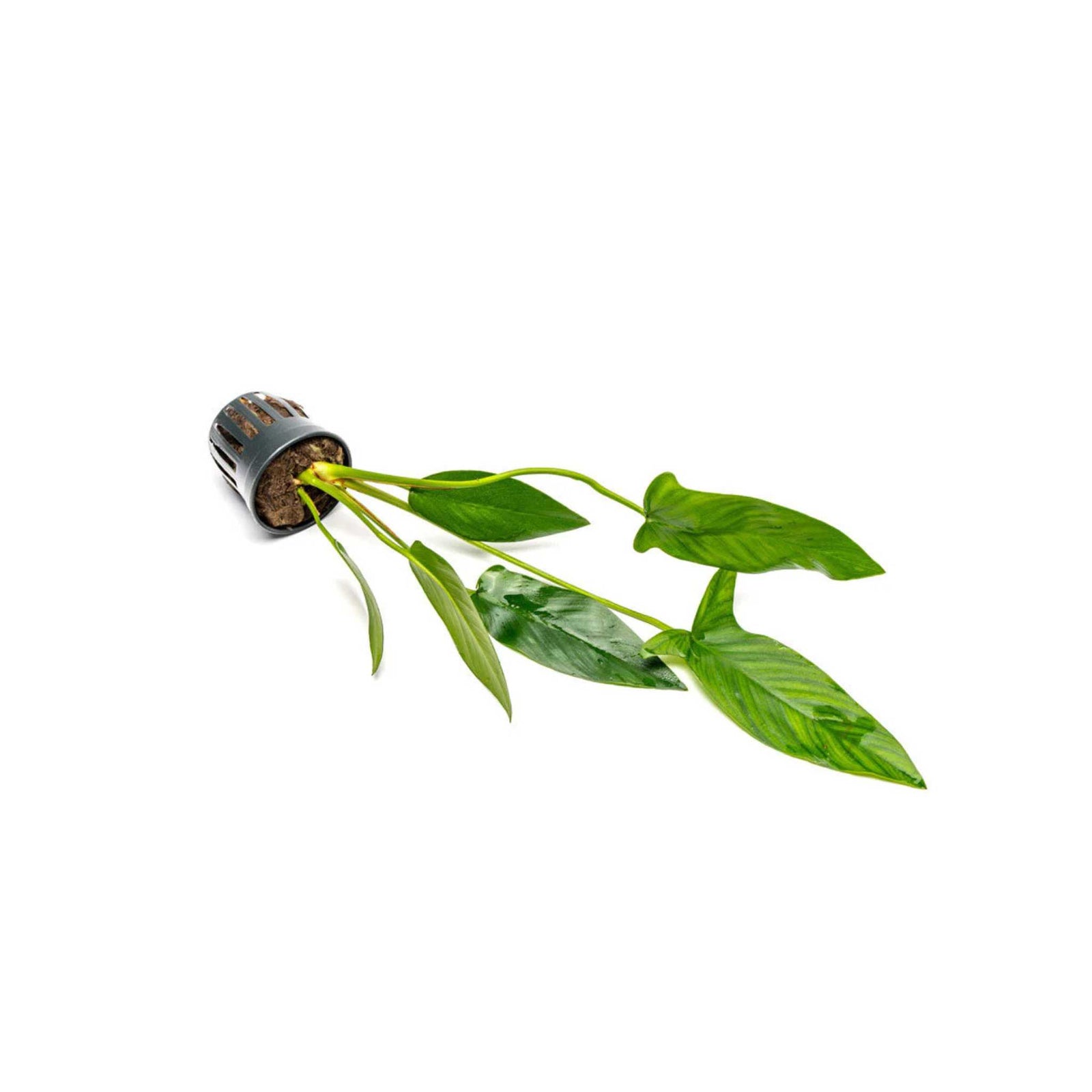 Anubias Hastifolia Bare Root