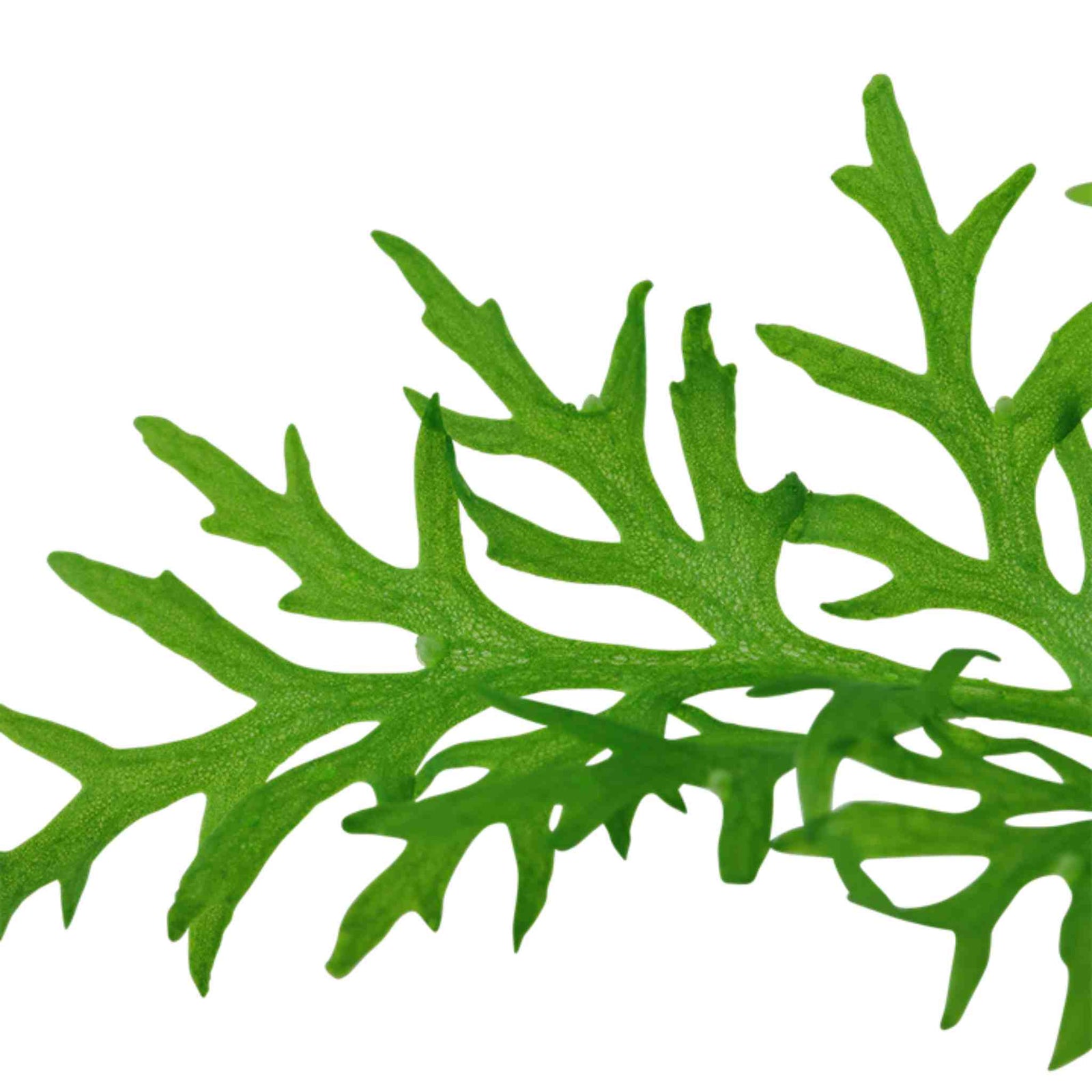 Water Sprite Lace Leaf Ceratopteris Thalictroide