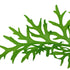 Water Sprite Lace Leaf Ceratopteris Thalictroide
