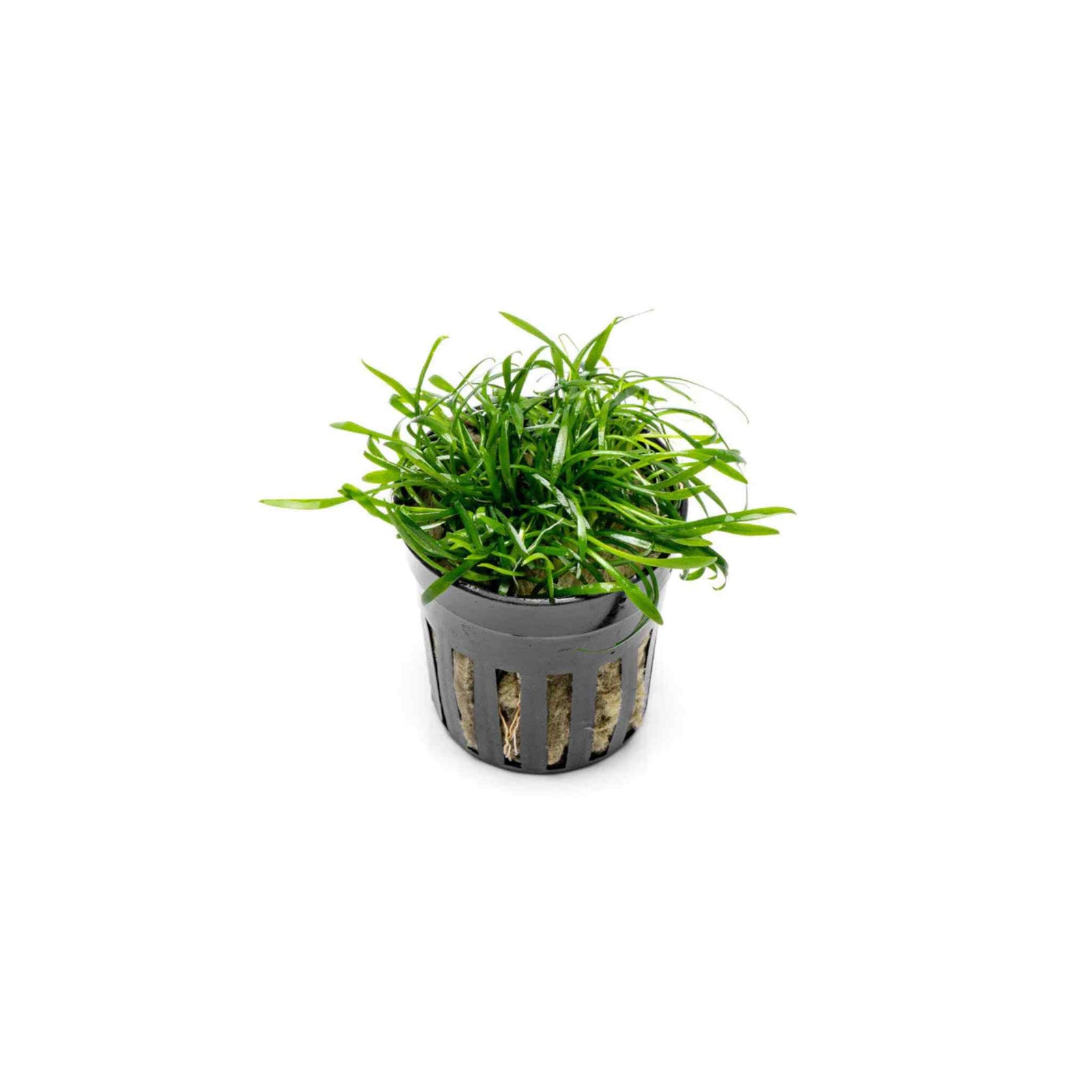 Cryptocoryne Parva