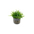 Cryptocoryne Parva
