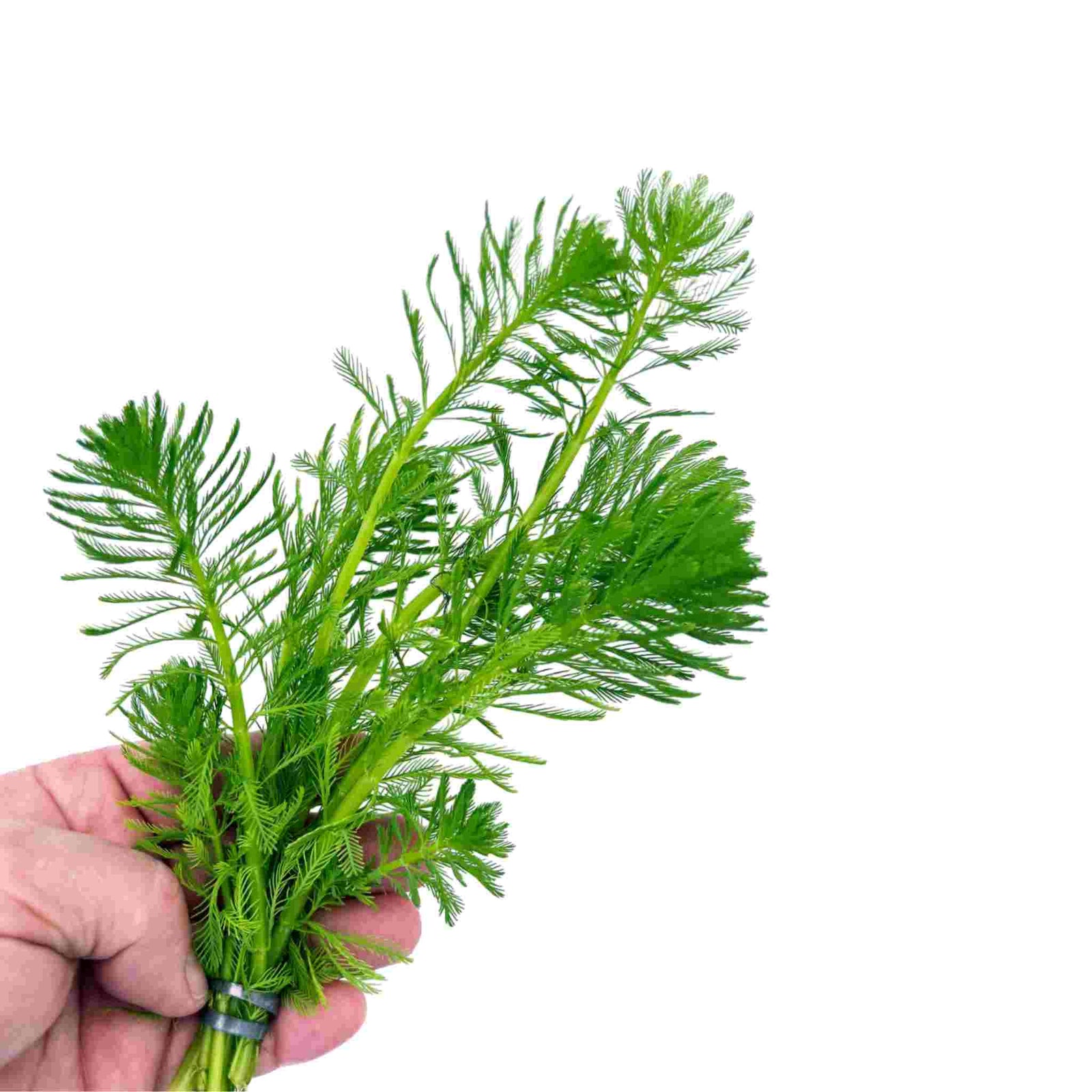 Parrot Feather Plant (Myriophyllum Aquaticum)