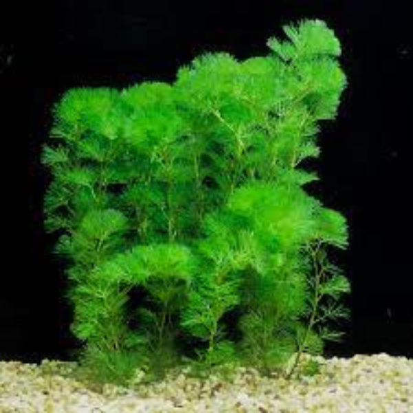 fast growing low light aquarium plants Beginner-Friendly Low Light Plant Bundle – 6 Easy-Grow Va... – Canton Aquatics