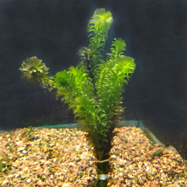 easy to grow low light aquarium plants Beginner-Friendly Low Light Plant Bundle – 6 Easy-Grow Va... – Canton Aquatics