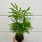 Bella Palm (Chamaedorea elegans)