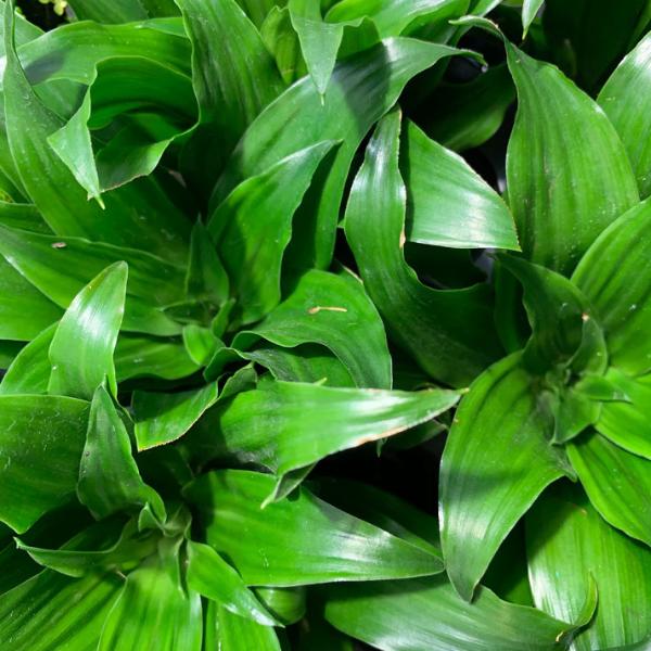 Janet Craig “Pineapple Plant” (Dracaena compacta)