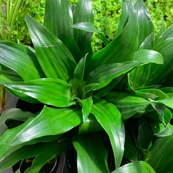Janet Craig “Pineapple Plant” (Dracaena compacta)