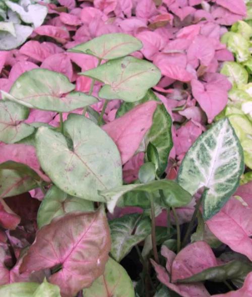 Arrowhead (Syngonium sp.)