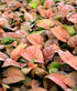 Arrowhead (Syngonium sp.)