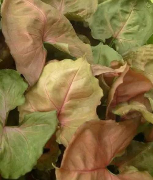 Arrowhead (Syngonium sp.)