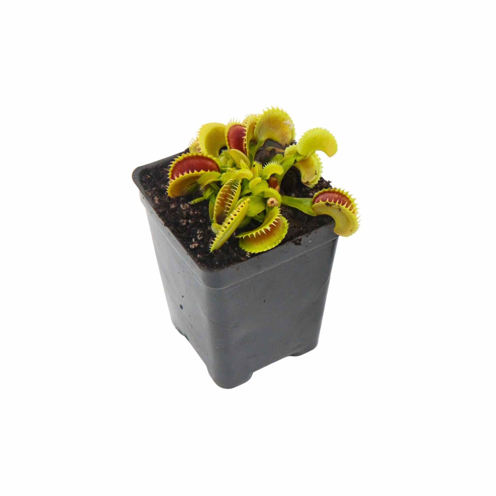 Venus Flytrap ‘Dente’ – (Dionaea muscipula) Carnivorous Plant