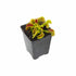Venus Flytrap ‘Dente’ – (Dionaea muscipula) Carnivorous Plant