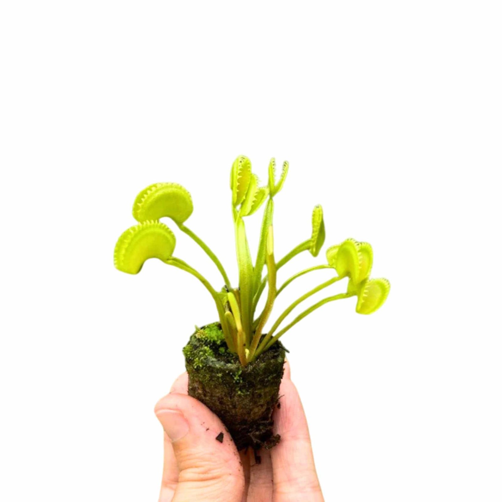 Venus Flytrap ‘Dente’ – (Dionaea muscipula) Carnivorous Plant