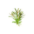 Pogostemon Stellatus Narrowleaf