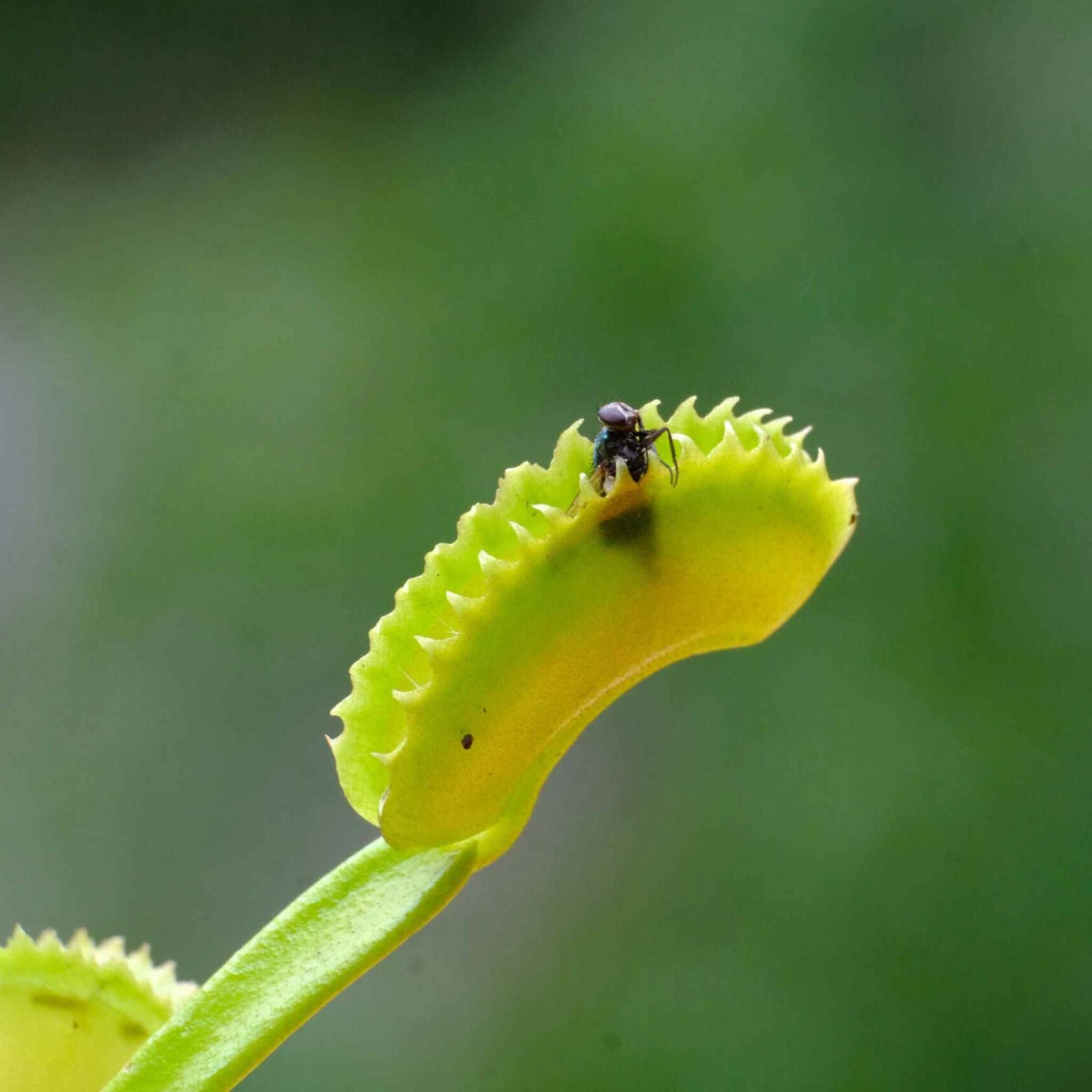 Venus Flytrap ‘Dente’ – (Dionaea muscipula) Carnivorous Plant