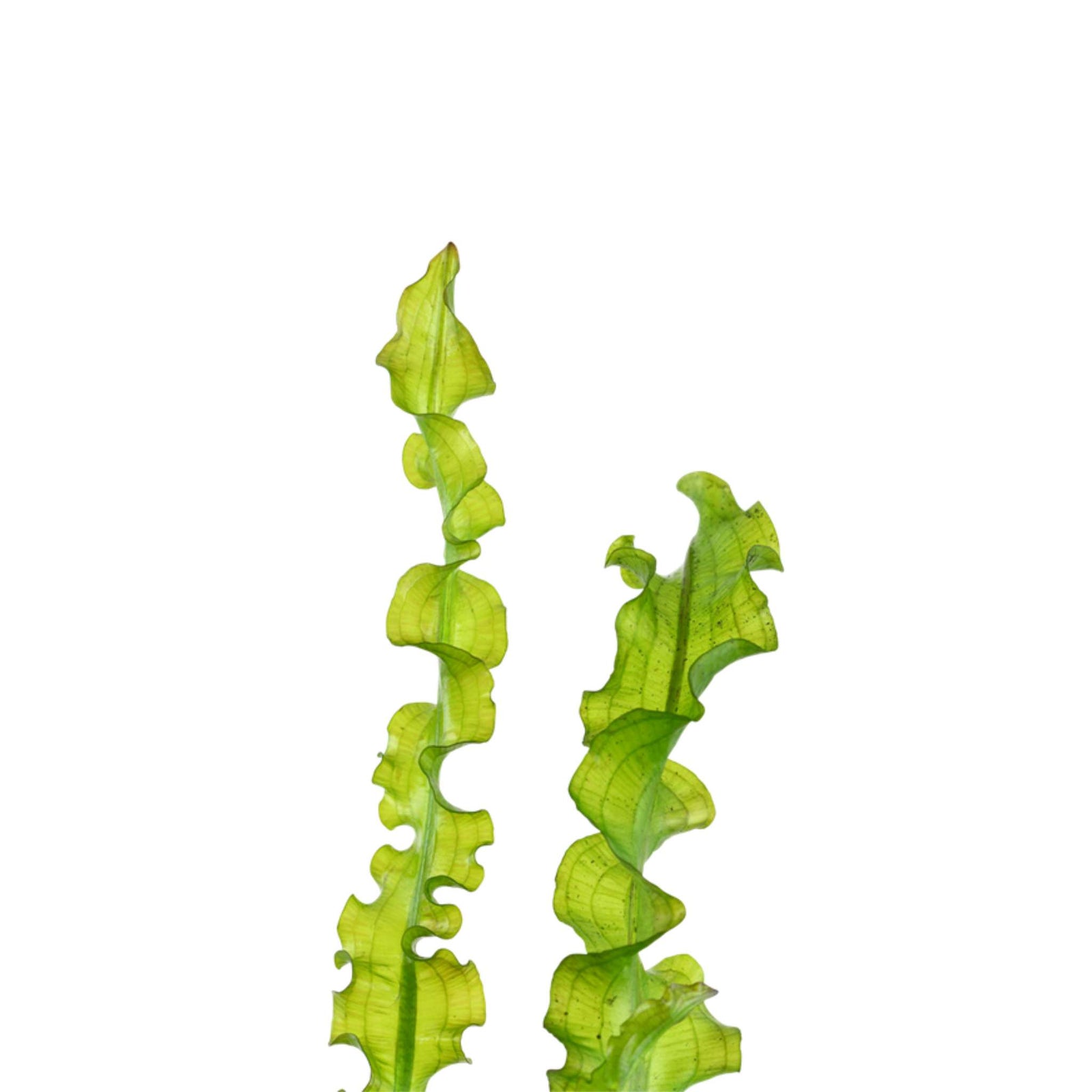 Aponogeton Longiplumulosus