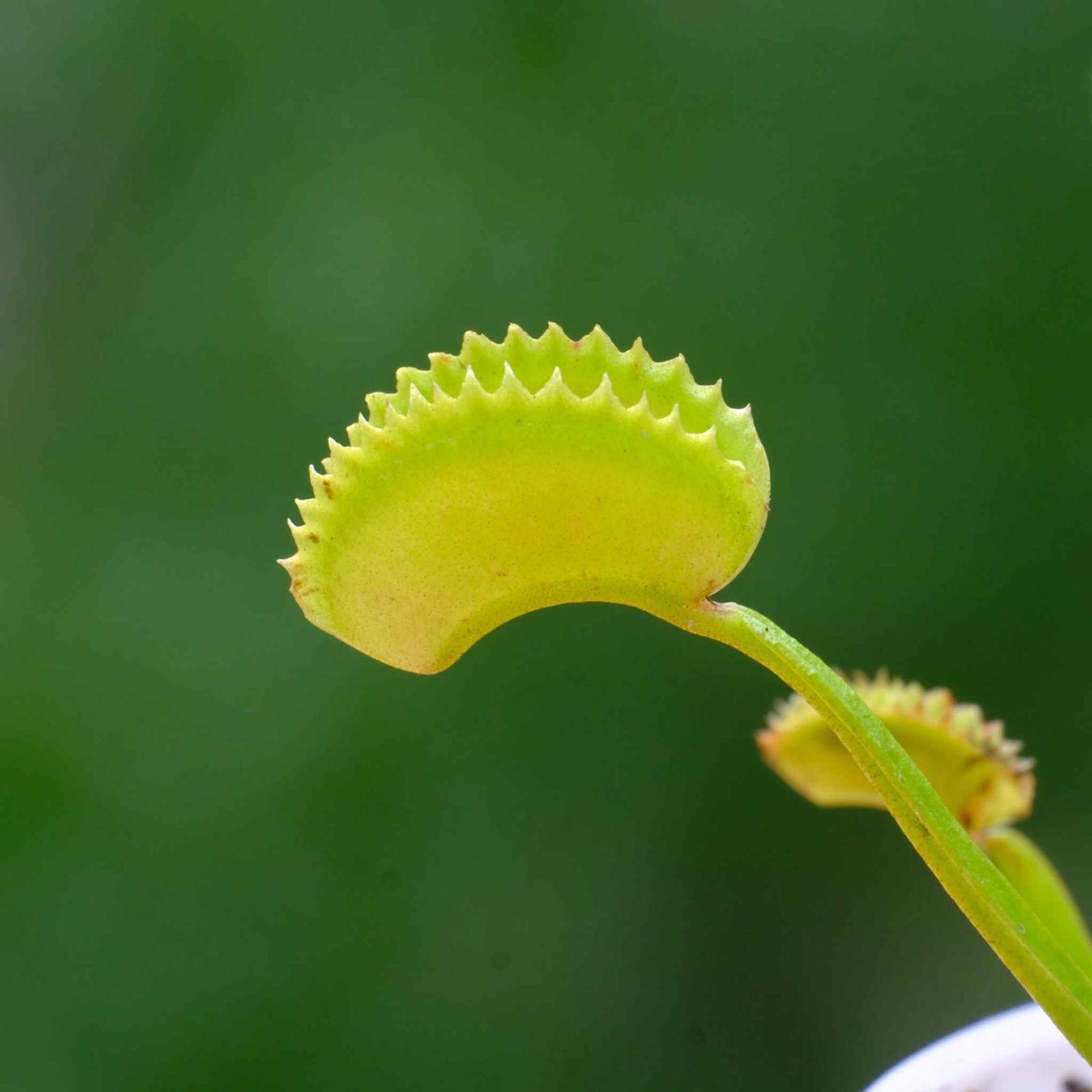 Venus Flytrap ‘Dente’ – (Dionaea muscipula) Carnivorous Plant