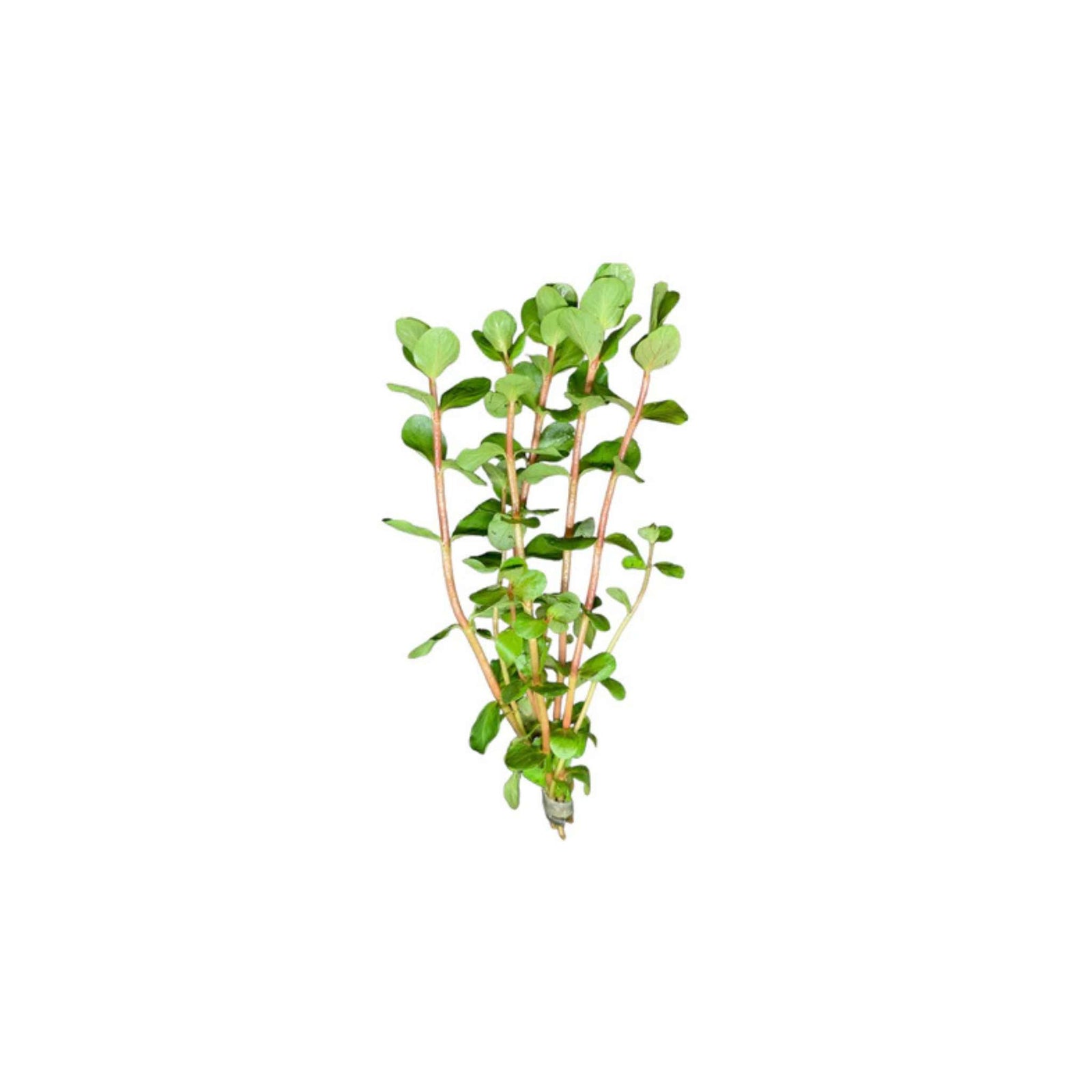 Rotala Vietnam HRa