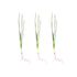 Water Onion Dwarf (Zephyranthes candida)
