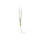 Water Onion Dwarf (Zephyranthes candida)