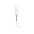 Water Onion Dwarf (Zephyranthes candida)