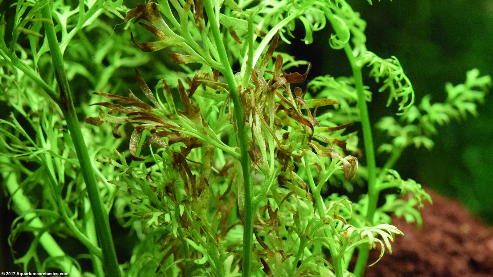 Water Sprite Indian Fern, 2 Inch Pot, Canton, TX aquarium.