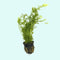 Water Sprite Indian Fern 2 Inch Pot, USA aquarium plants.