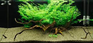 Water Sprite Indian Fern, 2 Inch Pot, USA online plants.