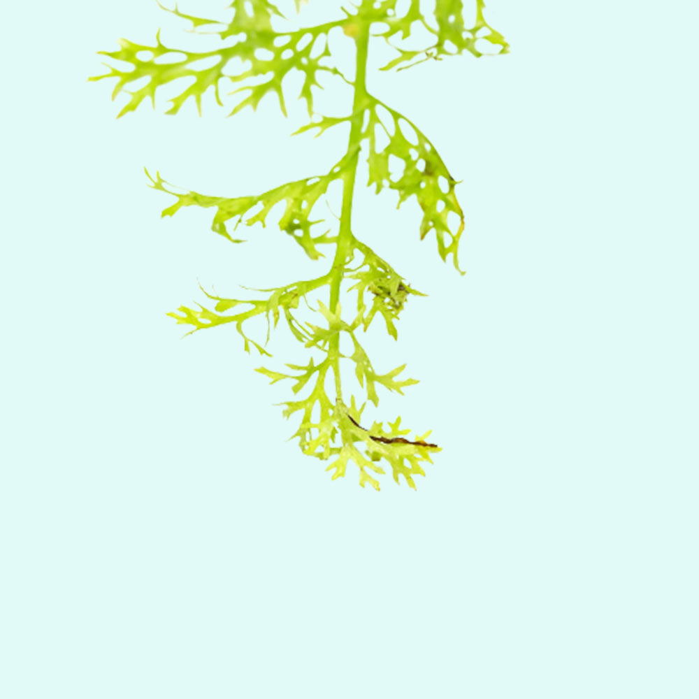 Water Sprite Indian Fern, USA online plants.