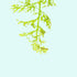 Water Sprite Indian Fern, USA online plants.
