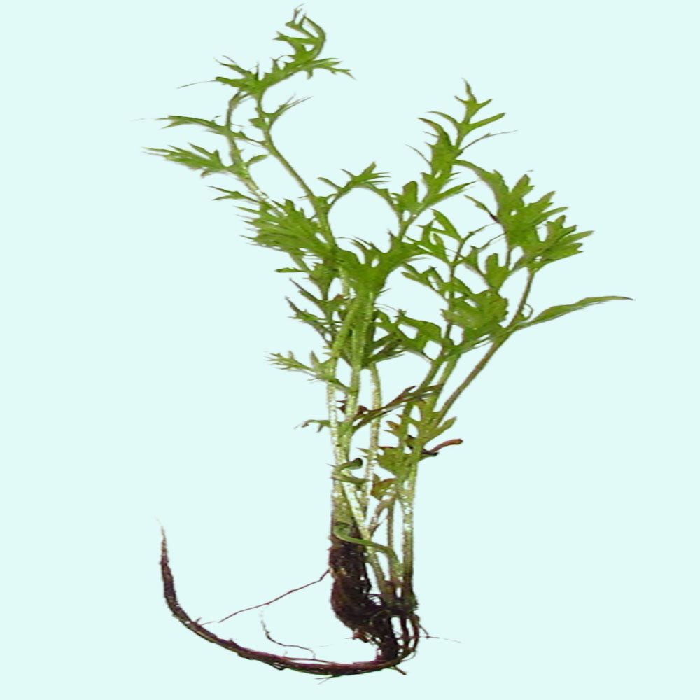 Water Sprite Indian Fern, aquarium plant, USA sale.