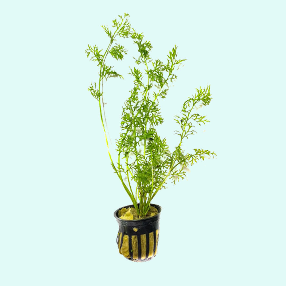 Water Sprite Indian Fern, aquarium plants, Texas online.