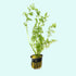 Water Sprite Indian Fern, aquarium plants, Texas online.