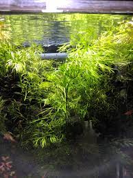 Water Sprite Indian Fern, aquatic plant, USA aquarium.