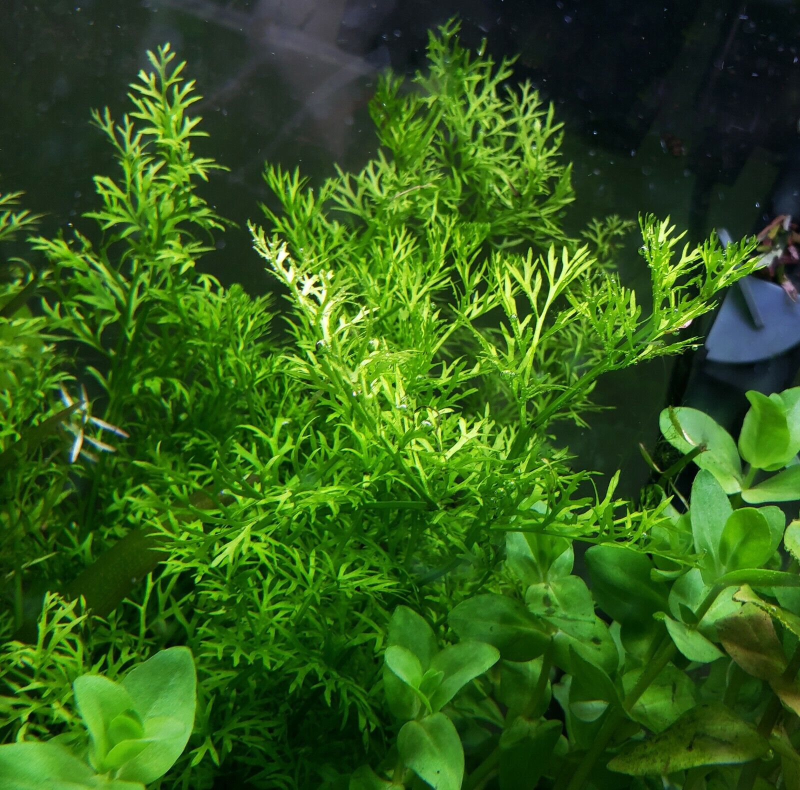 Water Sprite Indian Fern, live plants, Canton, TX store.