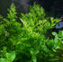 Water Sprite Indian Fern, live plants, Canton, TX store.