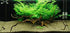 Water Sprite Indian Fern, plants, Canton, TX aquarium.