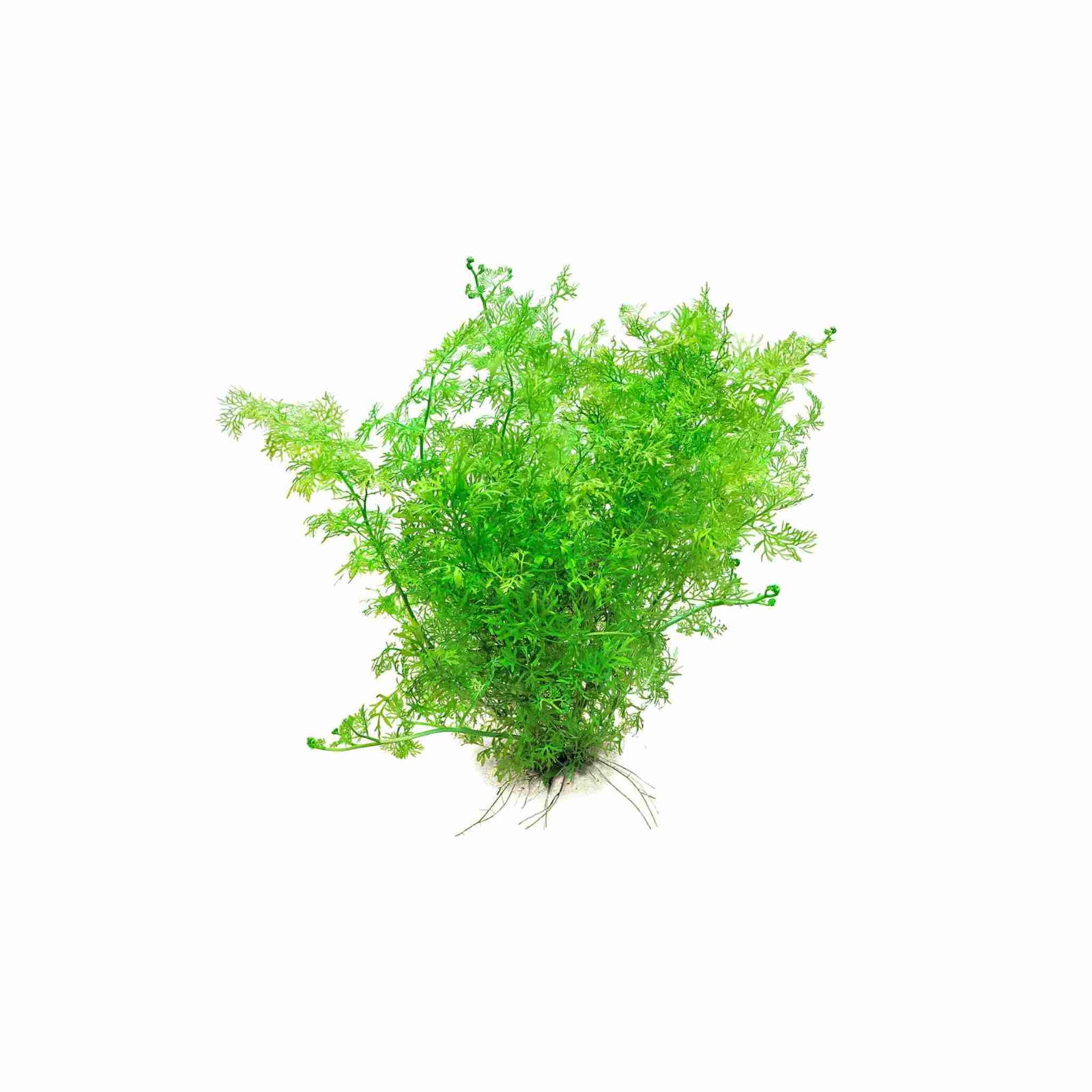 Water Sprite Lace Leaf Ceratopteris Thalictroide