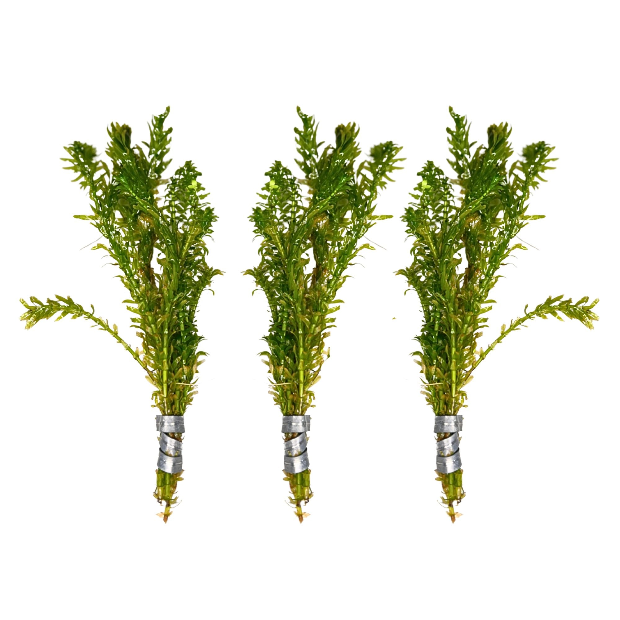 Waters Bundle Anacharis & Hornwort, USA online plants.