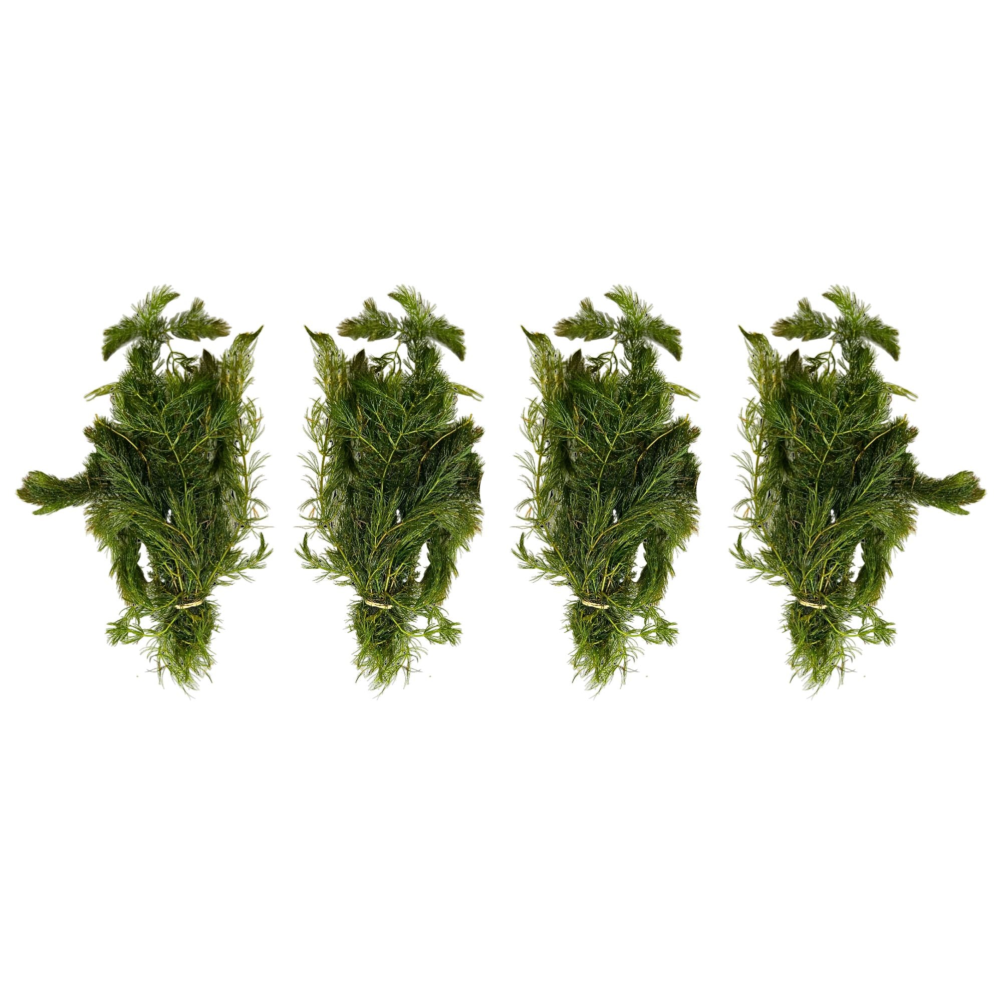 Waters Bundle Lush Anacharis Hornwort, USA sale.