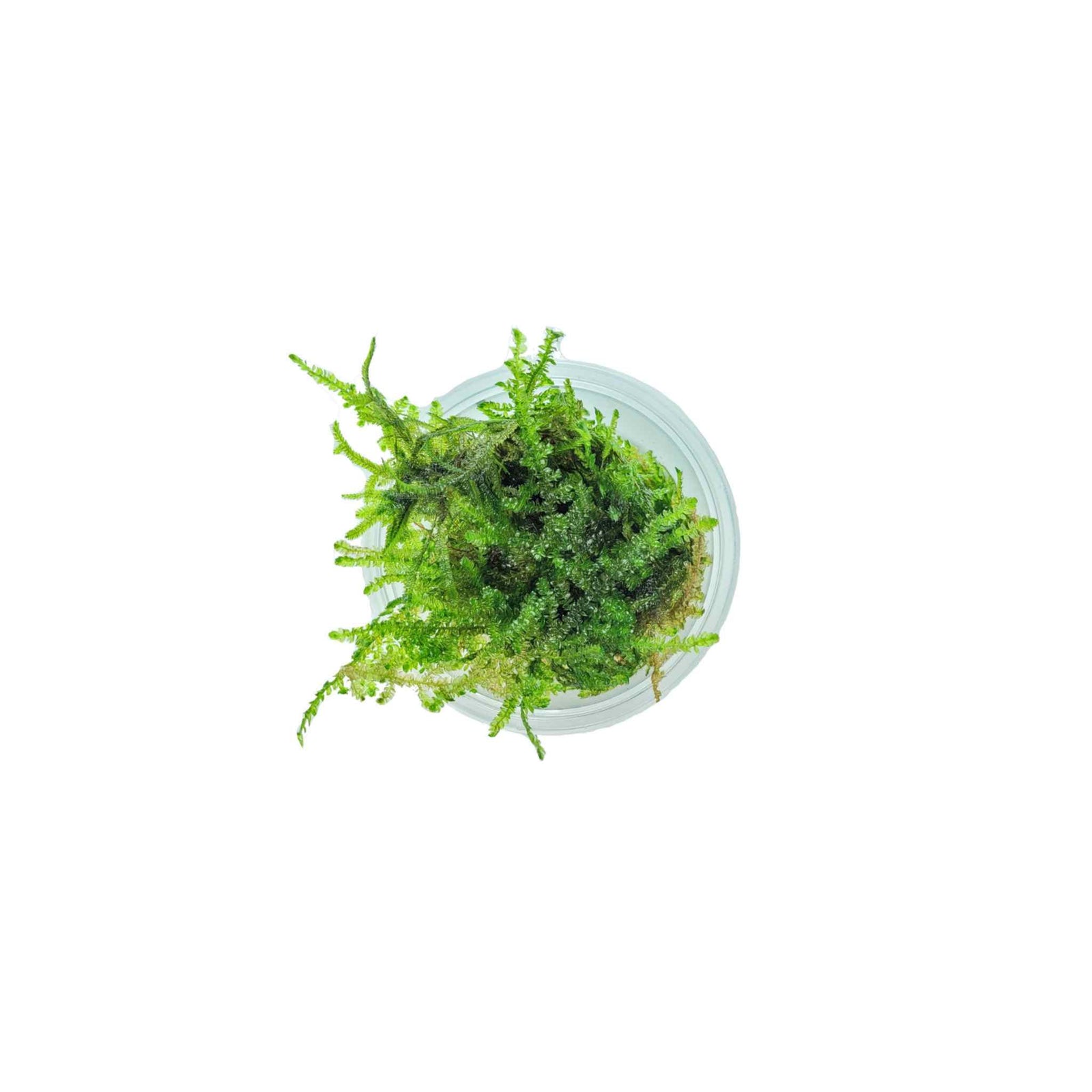 Weeping Moss Vesicularia Ferriei