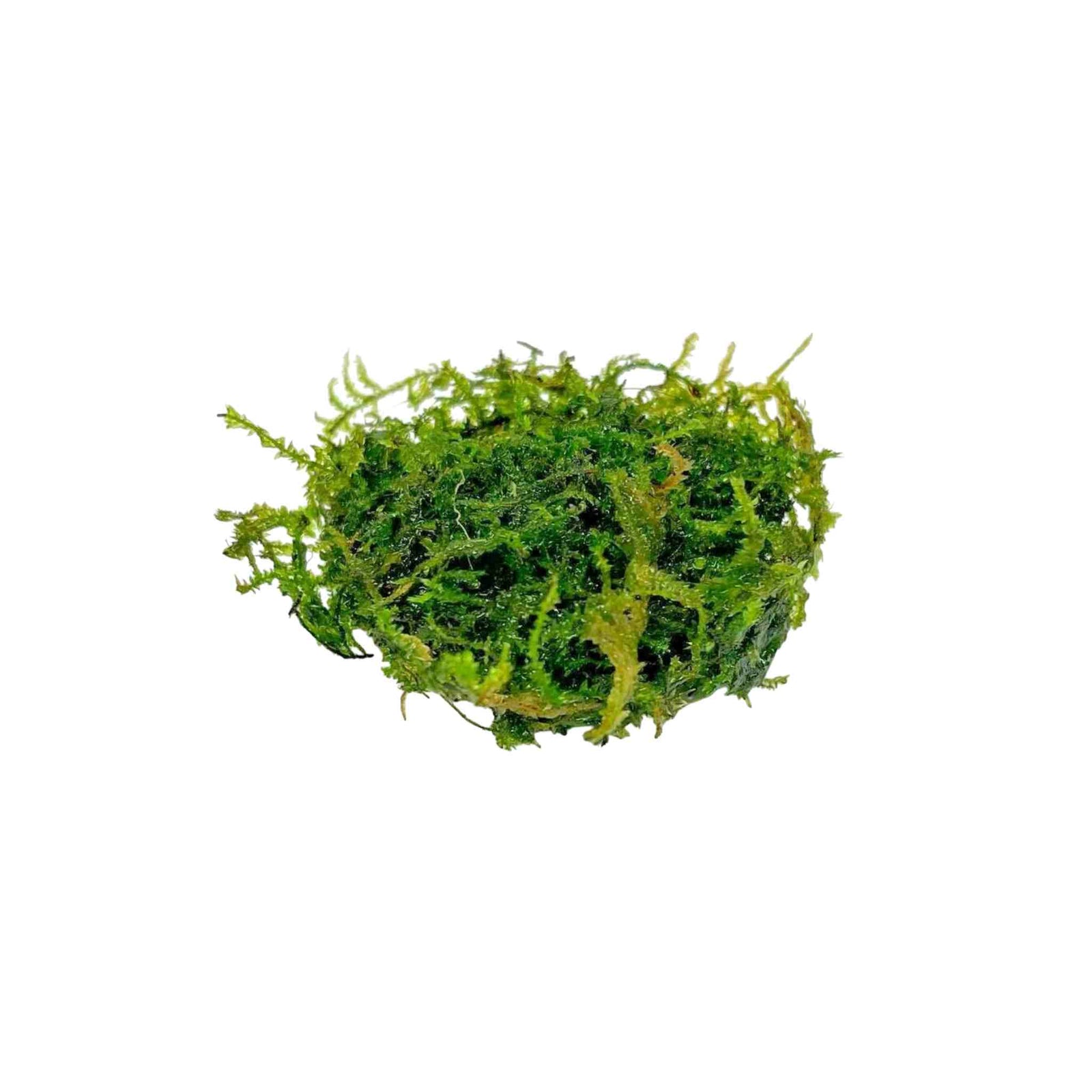 Weeping Moss Vesicularia Ferriei