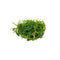 Weeping Moss Vesicularia Ferriei