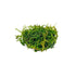 Weeping Moss Vesicularia Ferriei