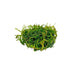 Weeping Moss Vesicularia Ferriei