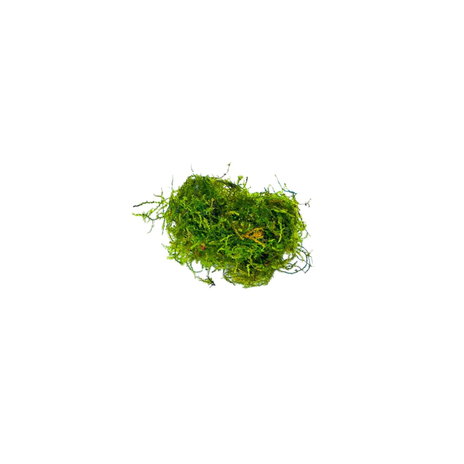 Weeping Moss Vesicularia Ferriei