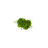 Weeping Moss Vesicularia Ferriei