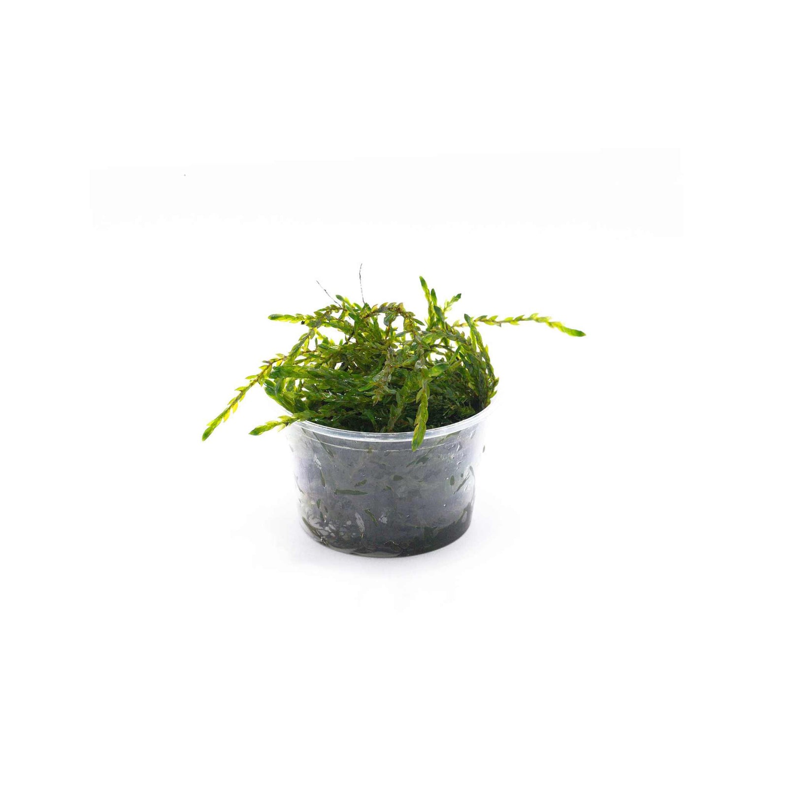 Willow Moss Fontinalis Antipyretica Portion